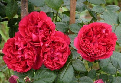 3种漂亮月季植株矮小开花多皮实好养花型美是阳台盆栽佳品