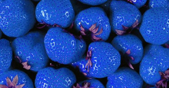 还有一种草莓,它的颜色是蓝色,而且看上去特别的漂亮,这种蓝色草莓是