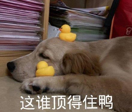 表情包我一只狗的时候孤独啊67好想出去玩