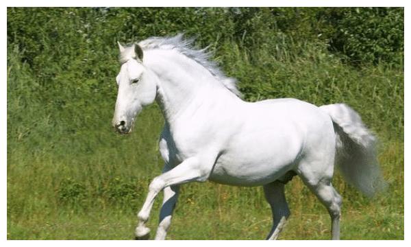 属马人口_日本属马人口最少或因迷信属相吉凶