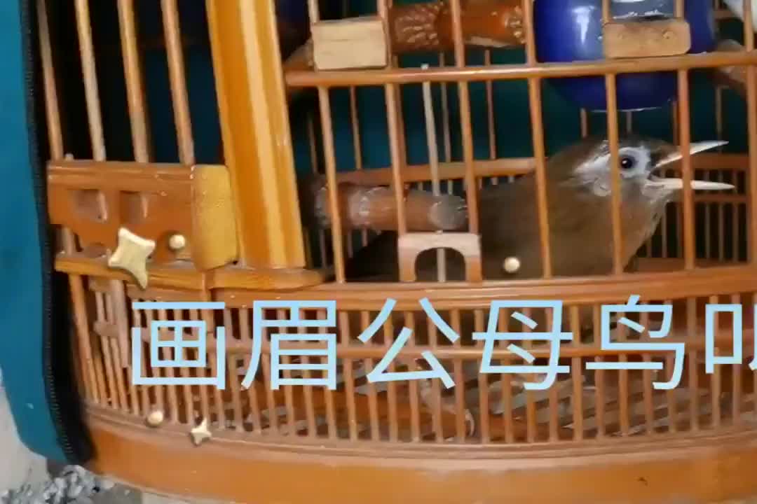 画眉公鸟母鸟叫声
