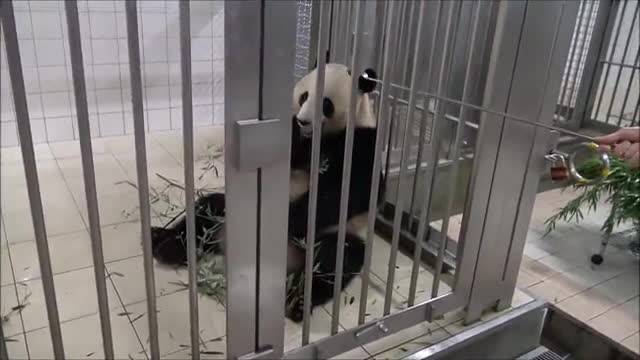 牢底坐穿兽大熊猫开餐饲养员刁难它