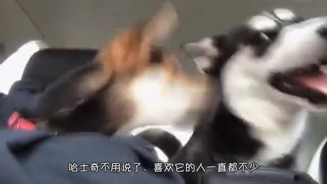 二哈和游客合影轻车熟路为了口饭真不容易小模样太可爱了