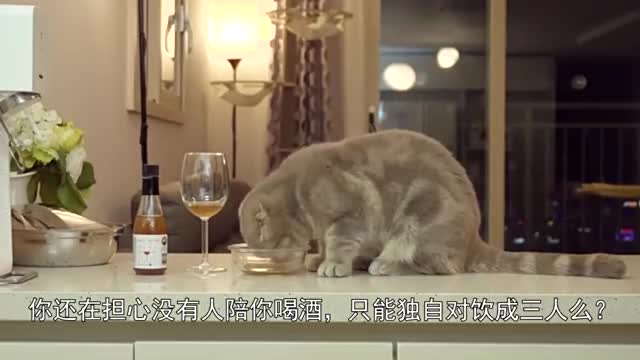 新型宠物酒试喝的猫猫醉的一塌糊涂快带你家猫咪一起嗨皮吧