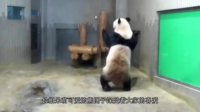 奶爸和大熊猫成为了好兄弟勾肩搭背趴地上唠嗑镜头记录全过程