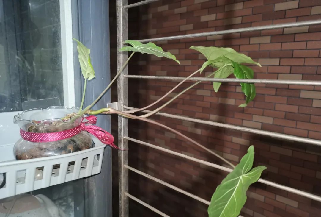 水培的盆栽合果芋给适当光照可以快速长叶生根