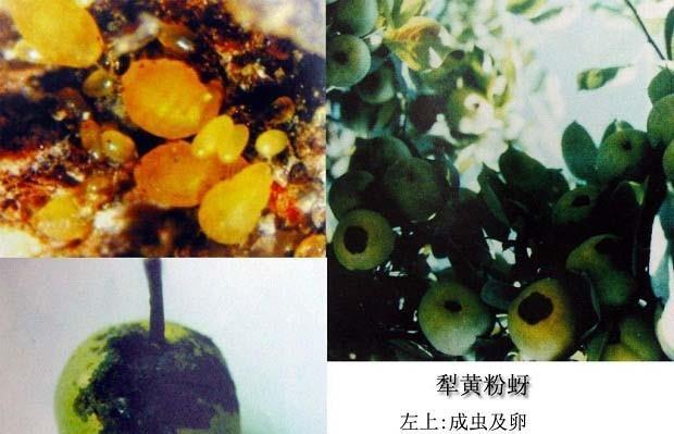 梨树黄粉虫果期危害严重如何科学防治