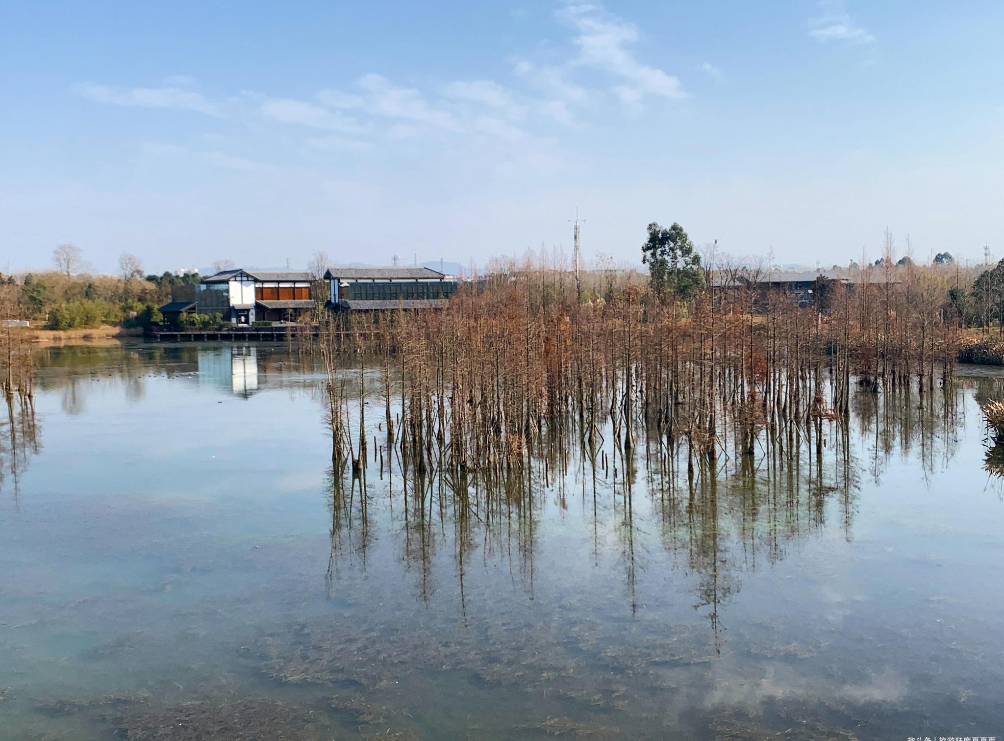 其实就在成都市区锦江区的锦江环城生态区内,与三圣乡荷塘月色接壤