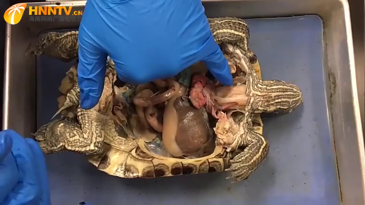 乌龟离开了龟壳,它还能活吗?老外解剖之后找到答案