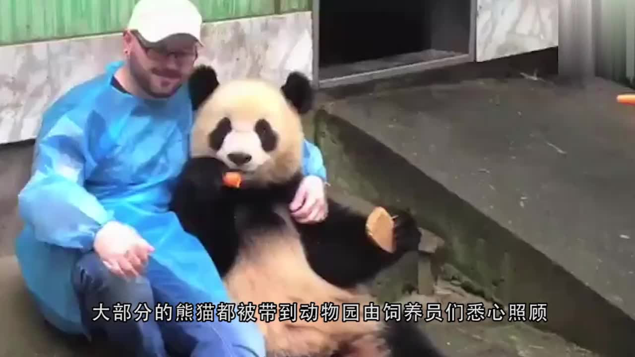 奶爸跟熊猫勾肩搭背地趴在地上唠嗑,一人一熊真是让人嫉妒!