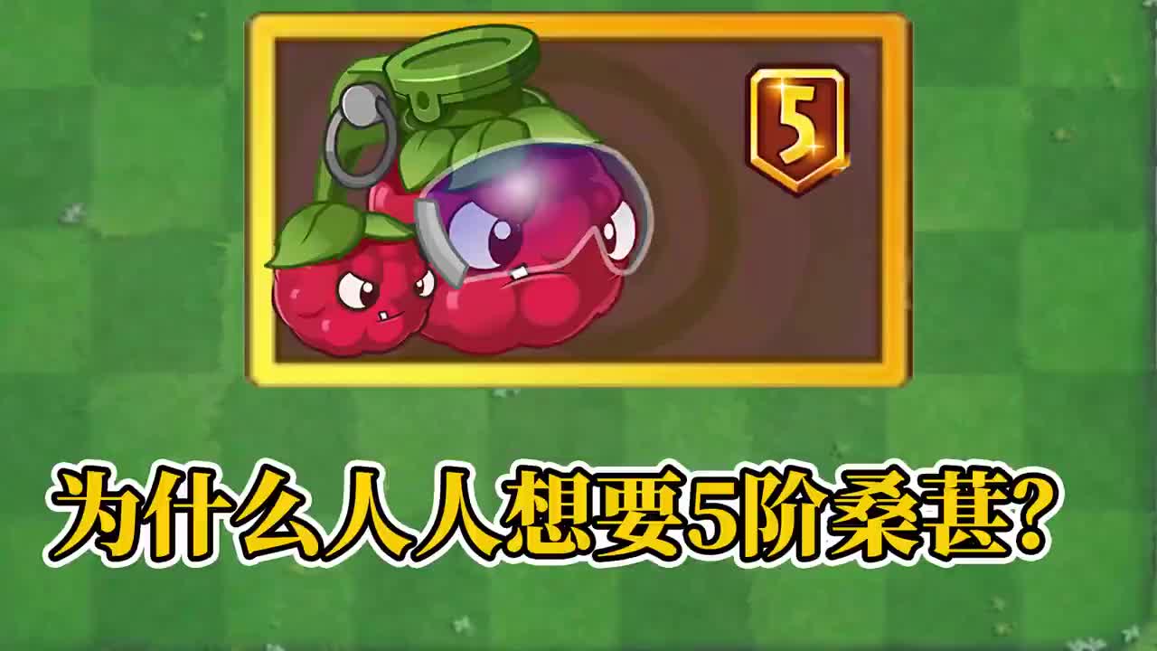 pvz2为什么人人想要5阶桑葚爆破手