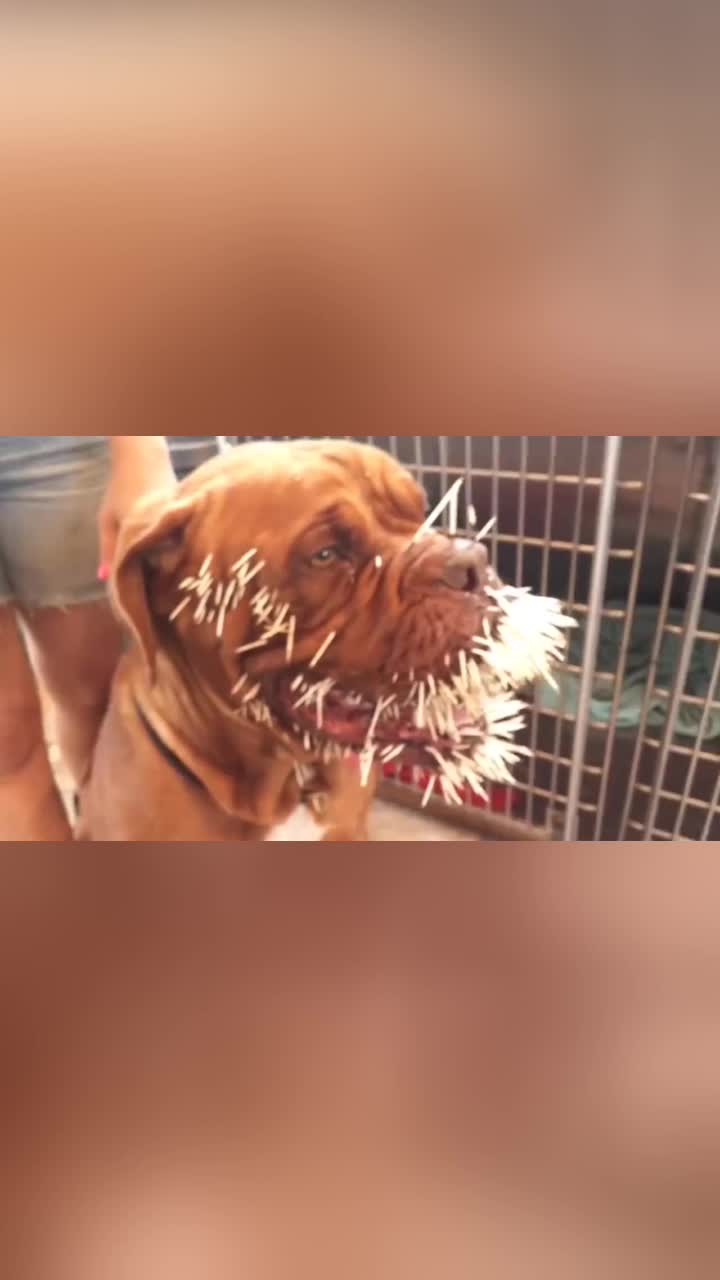 狗子为保主人周全与豪猪大战了三百回合棘刺扎满全身