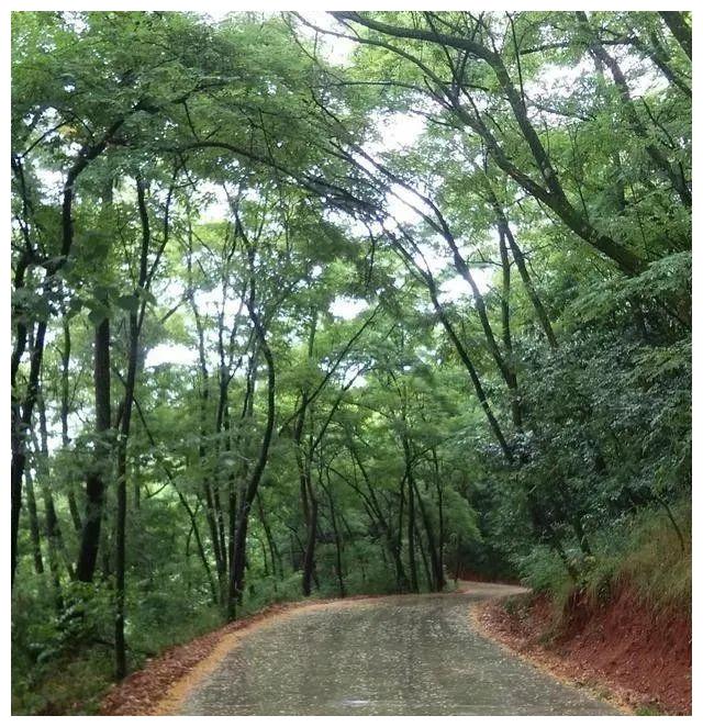 秦岭大山里的乡间道路 简直就是仙道 像穿越绿色的时空隧道一样