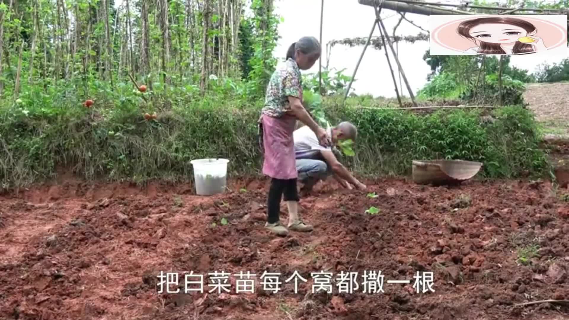 农村王四:王四爸妈栽白菜,王四不知跑哪里偷懒了,吃饭