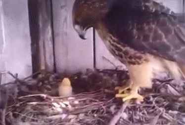 趁老鹰出去觅食，男子把它的蛋换成鸡蛋，孵化后的样子绝了