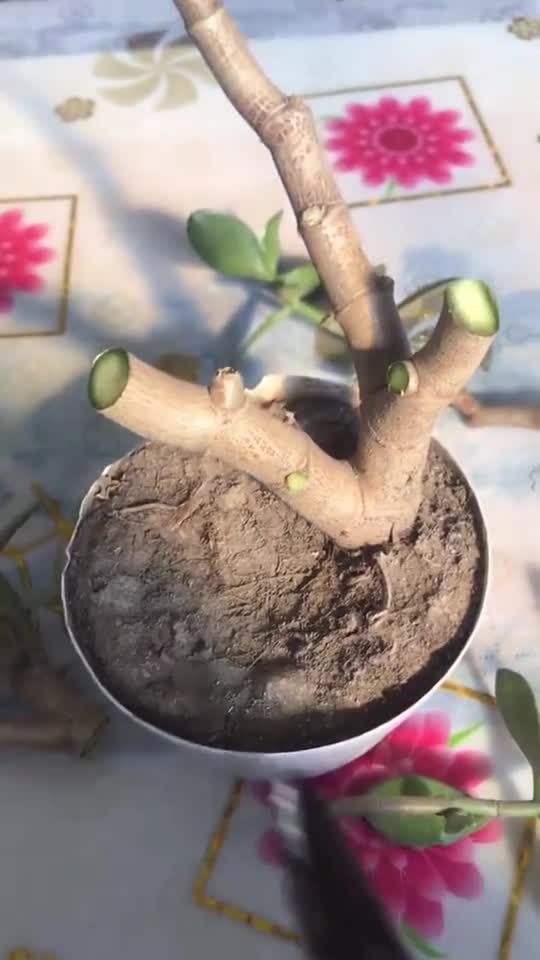 玉树嫁接