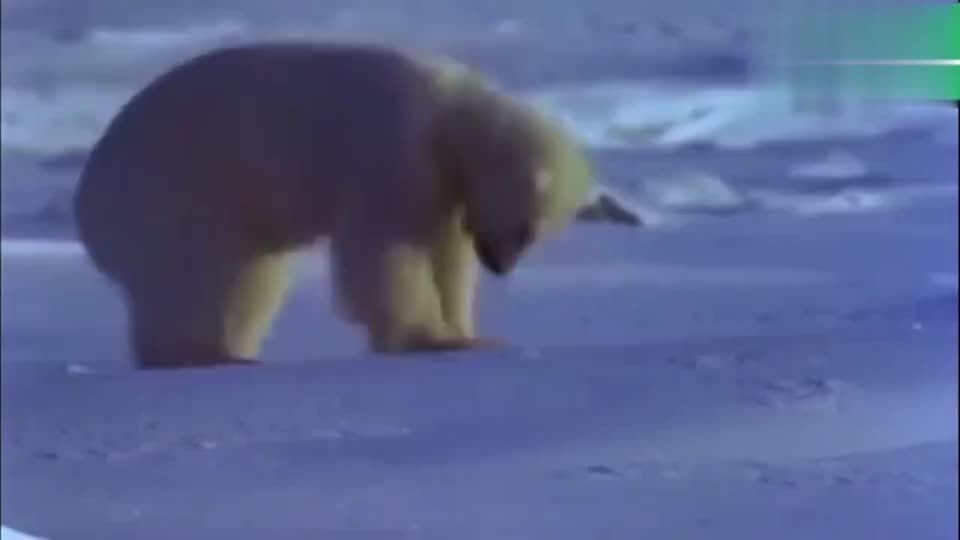 北极熊用掌凿开冰面，守株待兔也是一门狩猎技巧