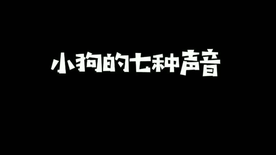 边牧：看心情，我们也会带有不同的叫声哦！