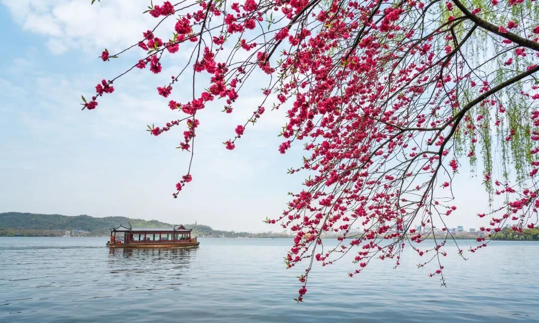 杭州西湖,"一桃一柳"美景来