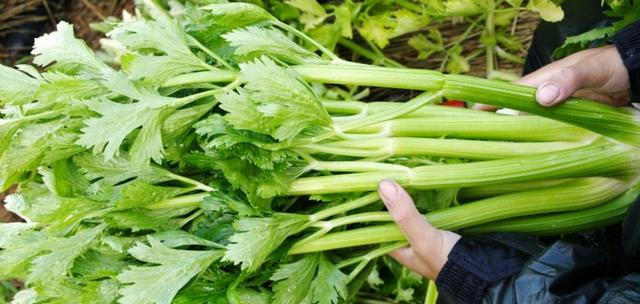吃芹菜只吃茎不吃叶子听营养专家一分析懊悔知道晚了