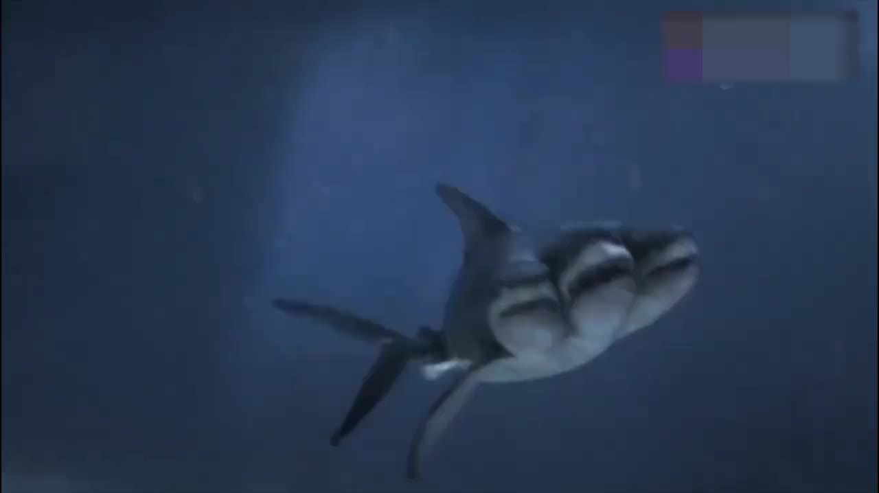 三头鲨不仅在海域称霸,跳到船上也是无敌的存在