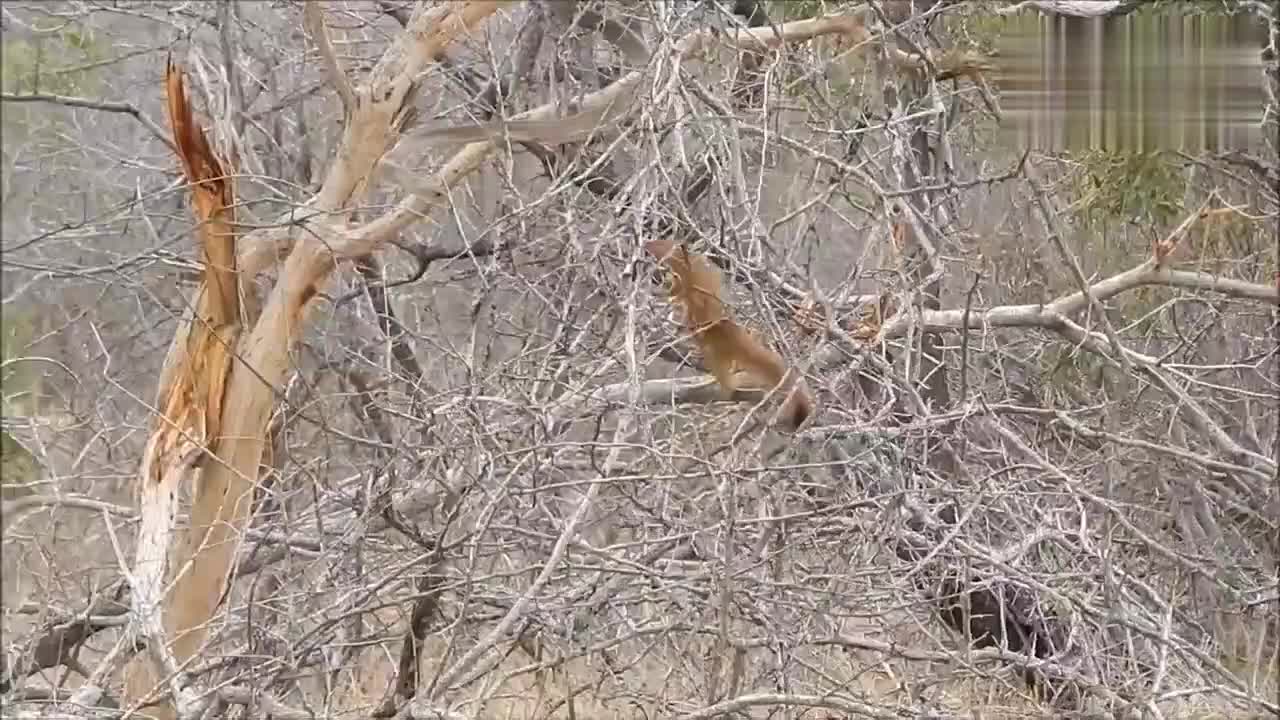 蛇捕食猫鼬 蛇遇到猫鼬不走运