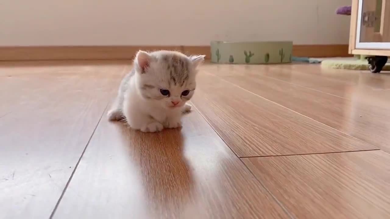 怎么会有如此奶萌的小奶猫