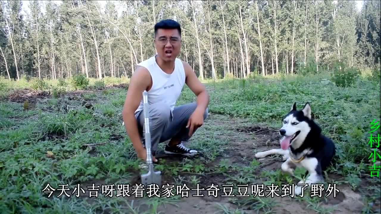 树林里传出了腥味,哈士奇追踪气味发现枚蛋,可把小吉乐坏了__财经头条