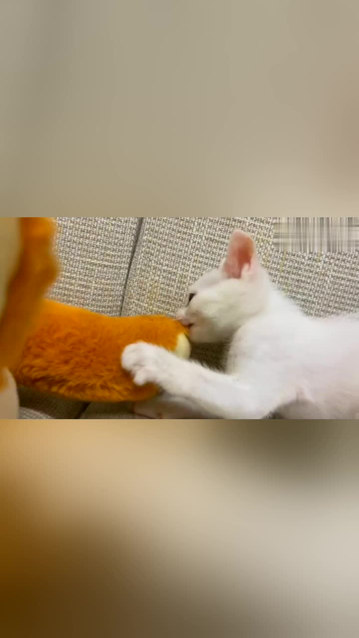 小奶猫精力旺盛上窜下跳通宵不停主人和猫妈妈直呼受不了