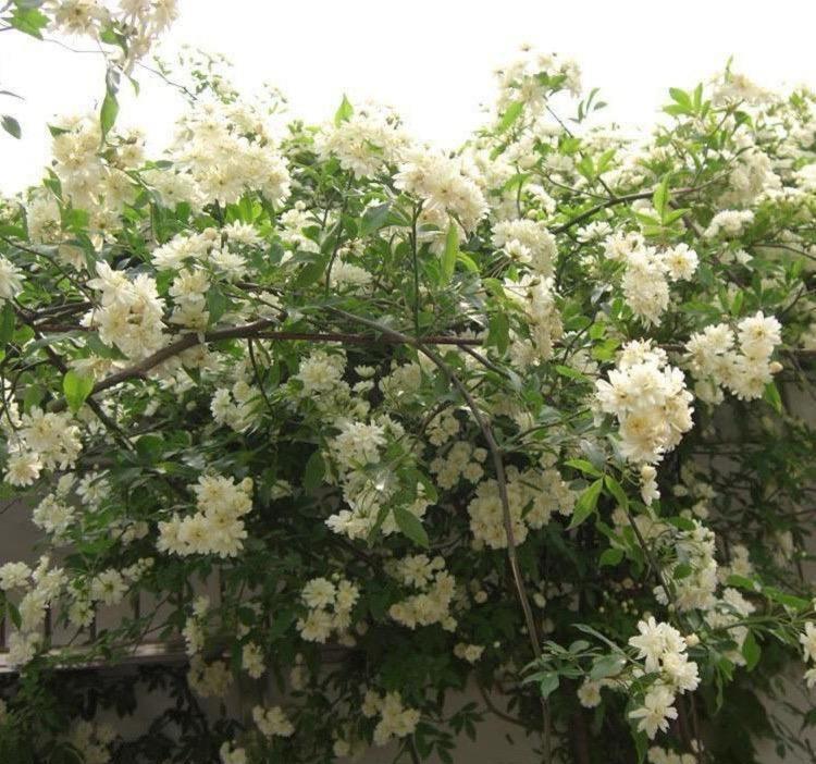木香花的花香味道十分的浓郁,到了花期的木香花花瓣的香味能漂很远