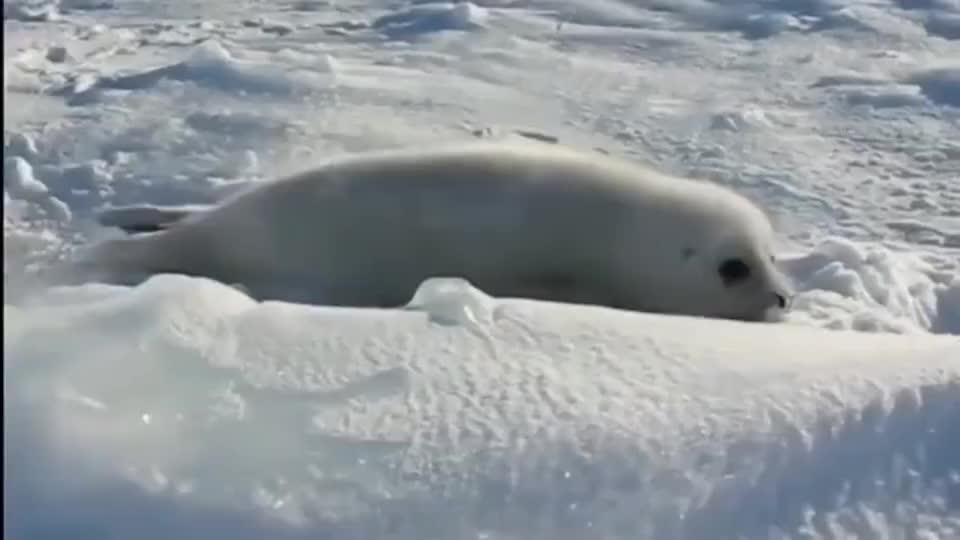 小海豹在找妈妈,海豹妈妈:别叫了,等下把北极熊叫来