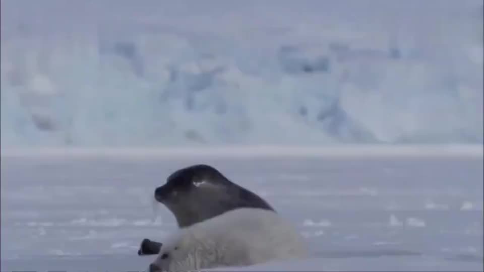 海豹面对北极熊的追逐海豹只敢在呼吸孔附近休息