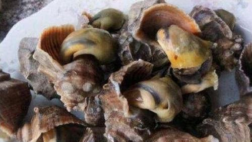 海螺尾部是