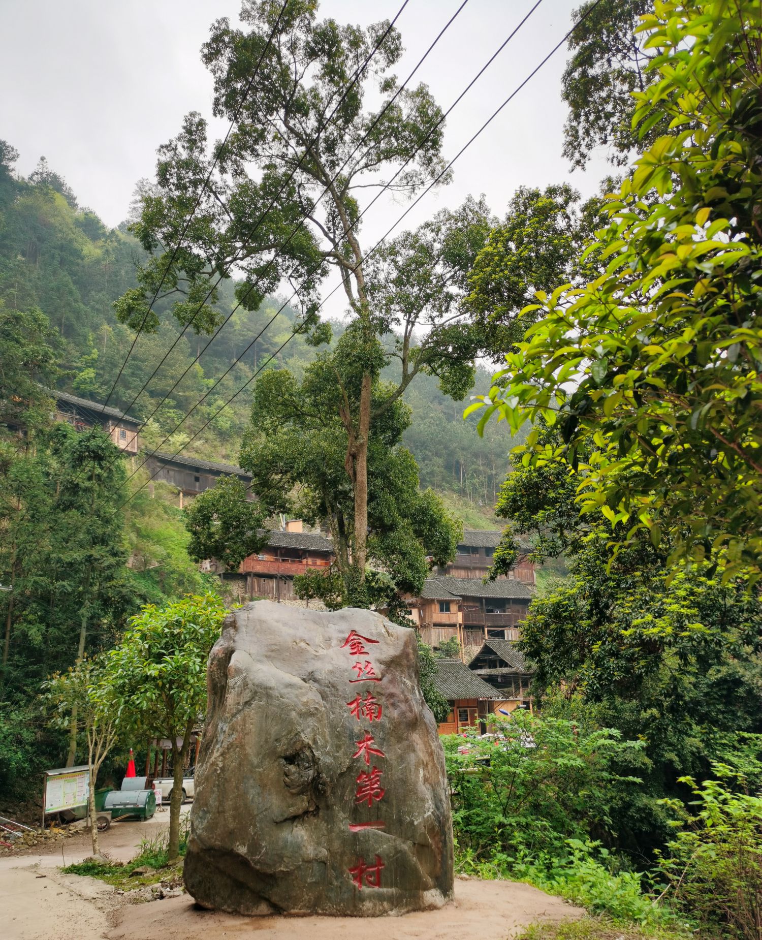 金丝楠木第一村登鲁村，有着大大小小金丝楠木一千多棵