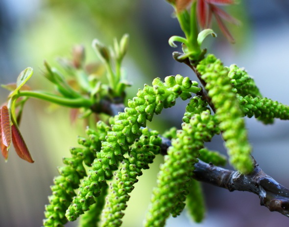 核桃树开花像“毛毛虫”，有人当垃圾扫走，有人当“宝贝”拿回家