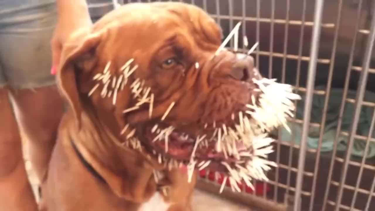 狗子为保主人周全与豪猪大战了三百回合棘刺扎满全身