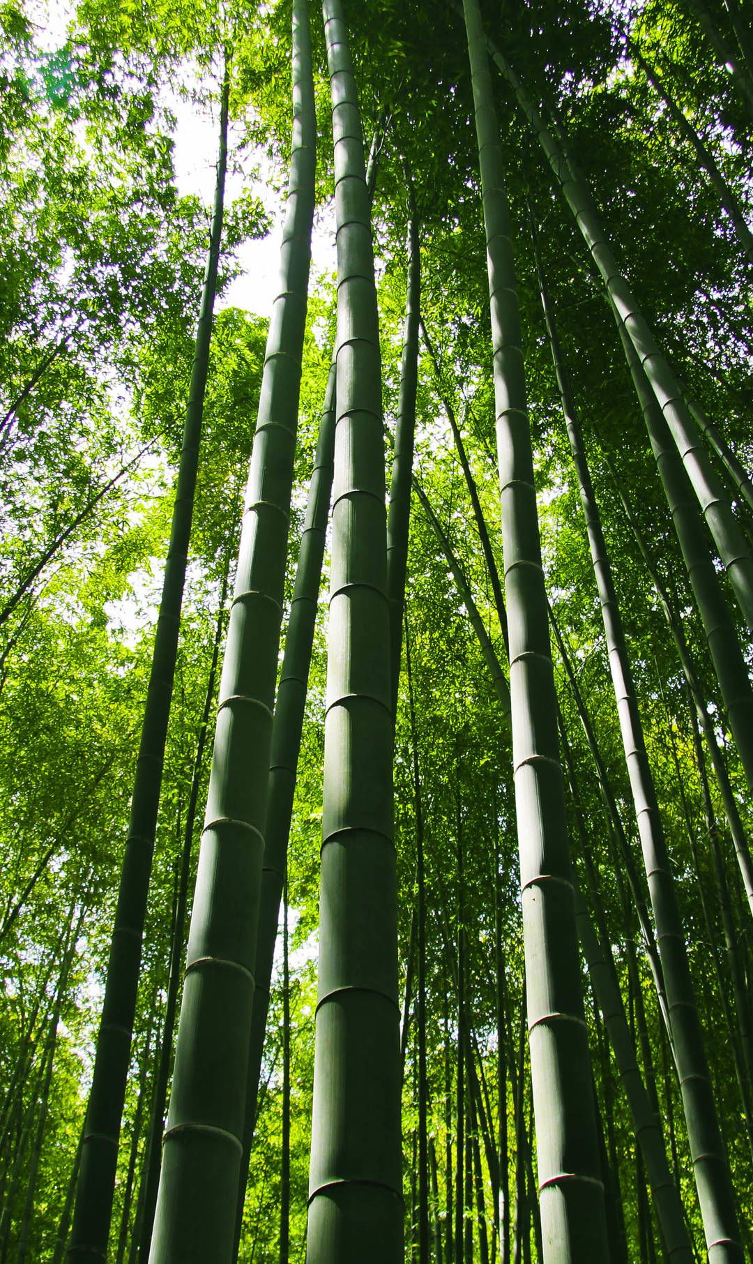 一组竹林深处壁纸 走进这样的竹林 会让人心灵放空吧