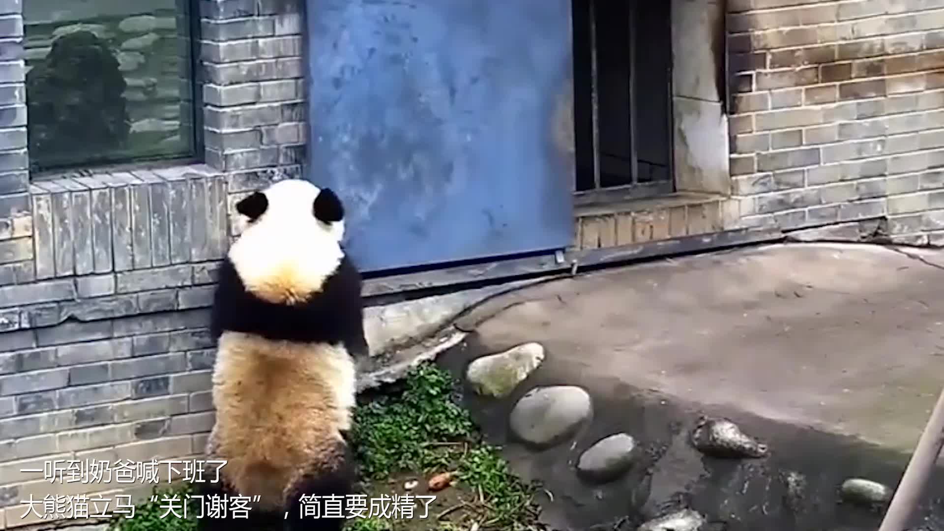 一听到奶爸喊下班了,大熊猫立马"关门谢客",简直要了