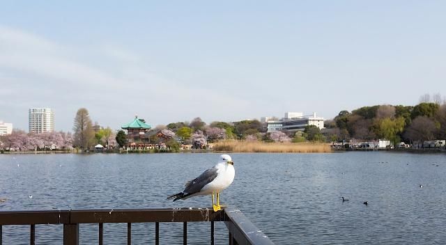 明治神宫 是日本神道的神社 位于涩谷区原宿一带的公园北侧