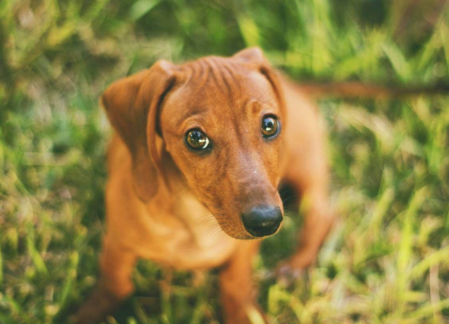 非常讨人喜欢的腊肠犬 优点不少 为什么饲养的人不多