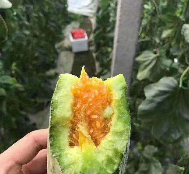 买羊角蜜别再随便挑了,学会这几个技巧,买来的羊角蜜才更甜更脆