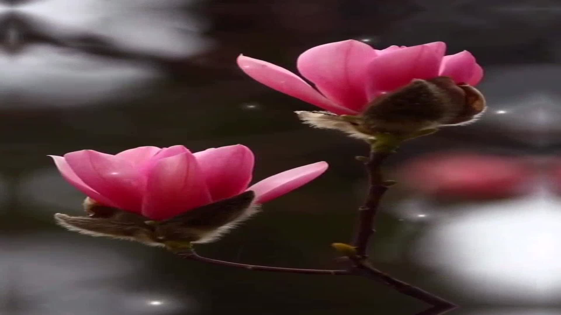 很少人听过这首无比动人戒掉命运张智霖歌声灿若星辰