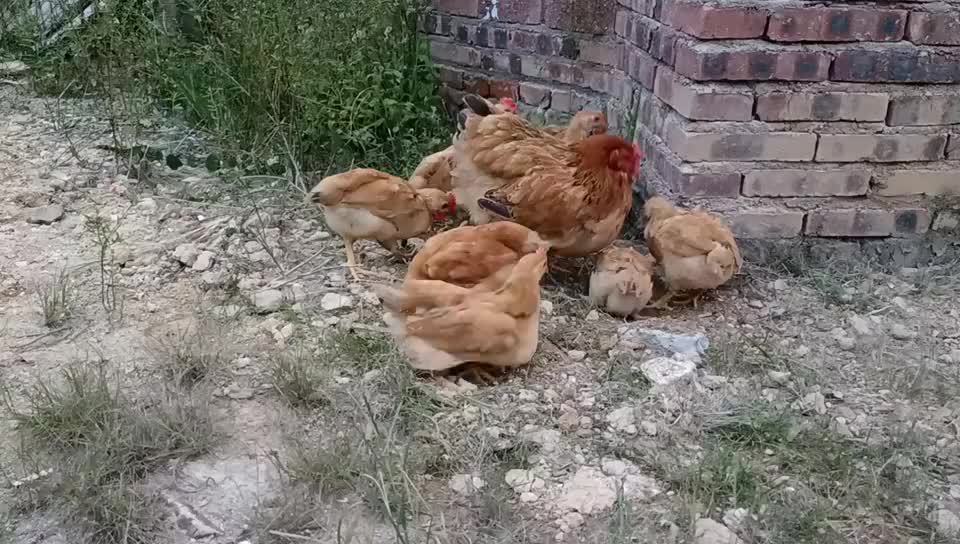 母鸡带着小鸡刨地觅食叽叽叽,看着它们玩耍也是有趣.