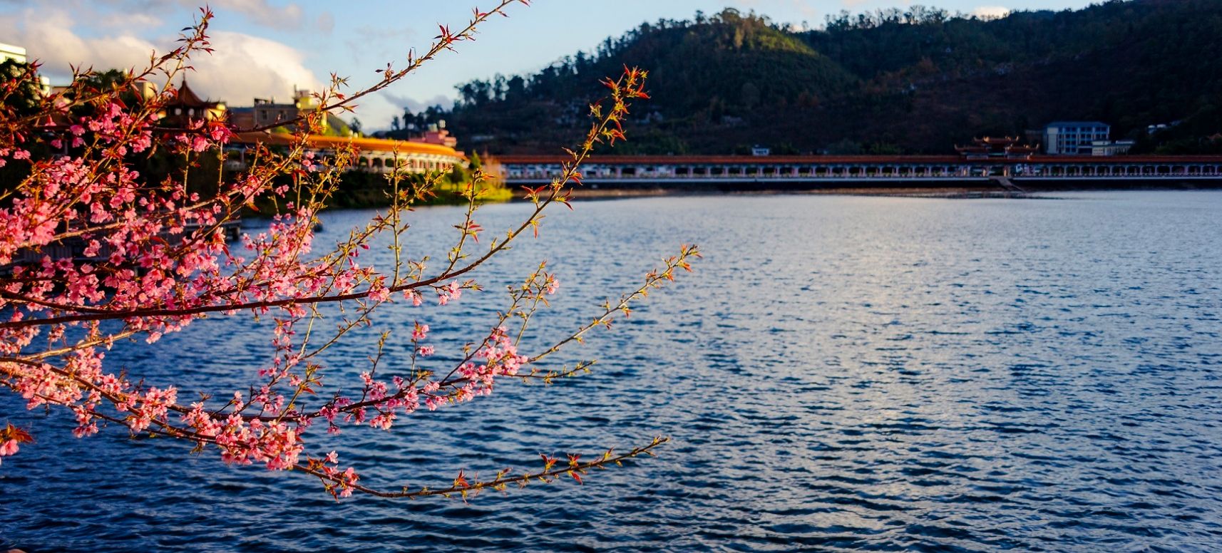 玉溪易门县:樱花渐落红雨飘_高清图集_新浪网