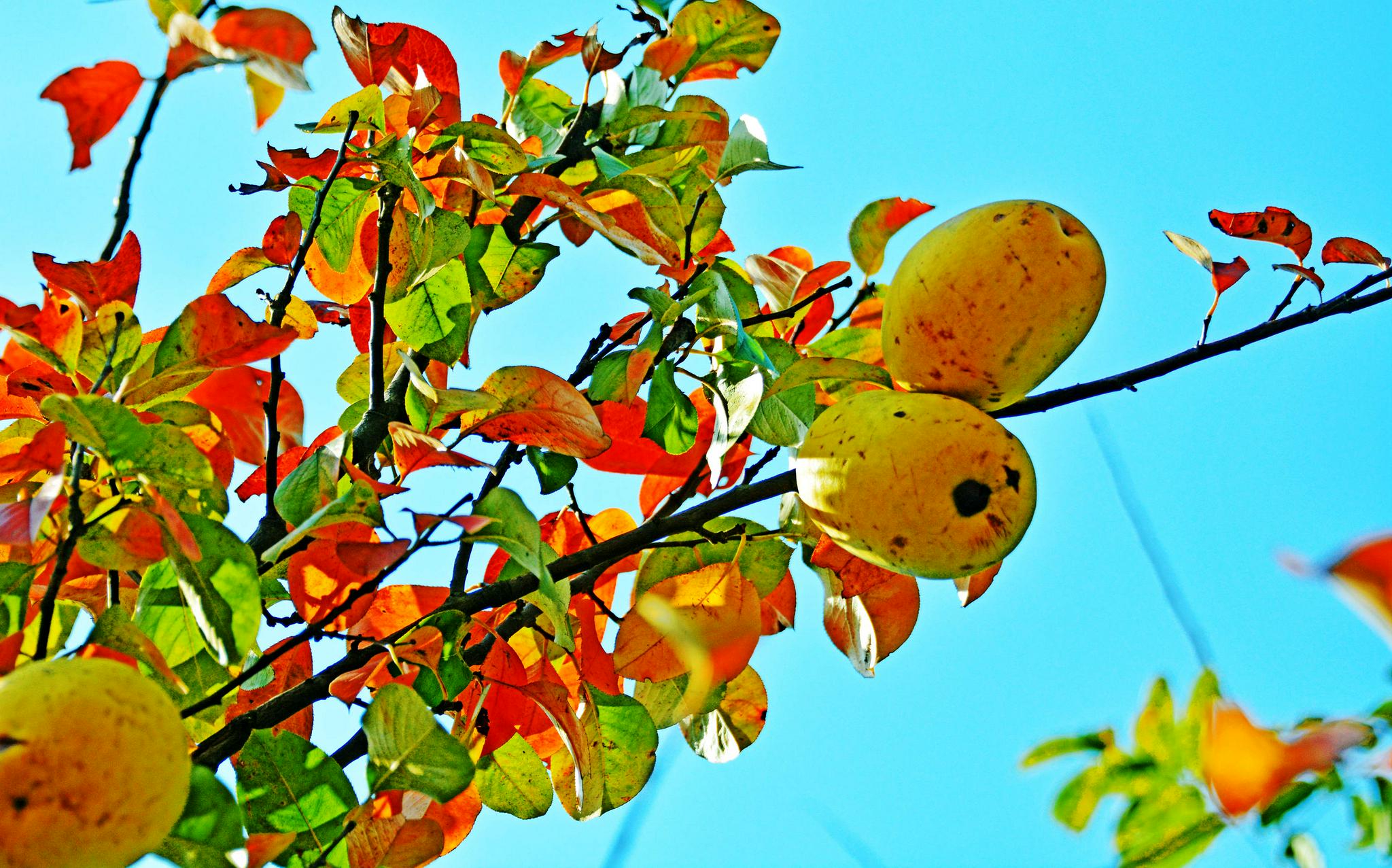 木瓜海棠果,有非常好的食用和药用价值,摄于无锡锡山区云林街道