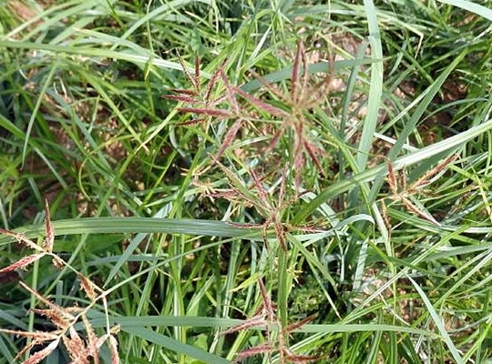 别再当杂草了它叫香附子是田间珍贵野生草药早知早受益