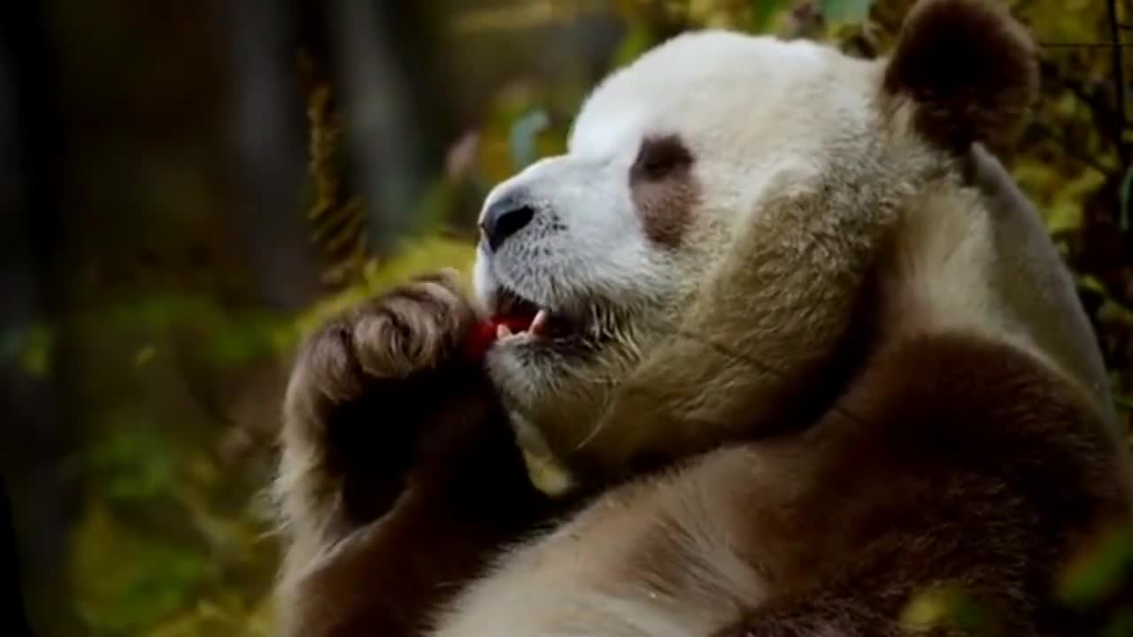 目前发现的唯一一只棕色大熊猫