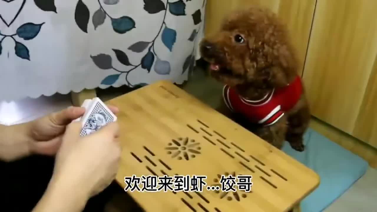 泰迪主人与泰迪玩扑克狗狗途中耍花招气哭铲屎官了