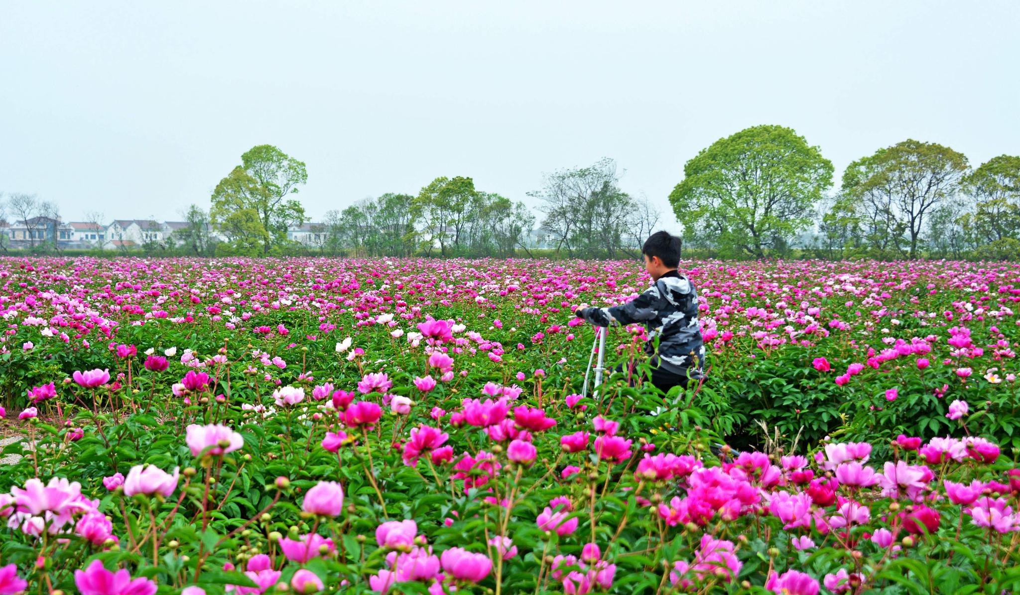 苏州市张家港常阴沙芍药花海进入最佳赏花期五一节期约起来