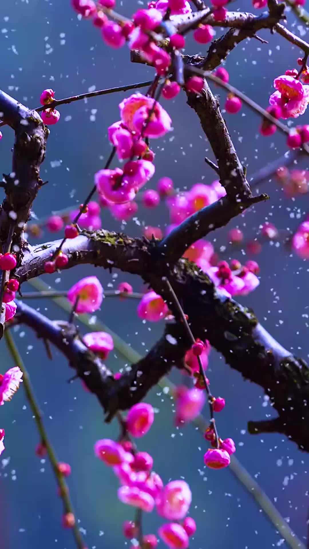 动人歌曲等什么君美人画卷歌词句句戳心快来听听看